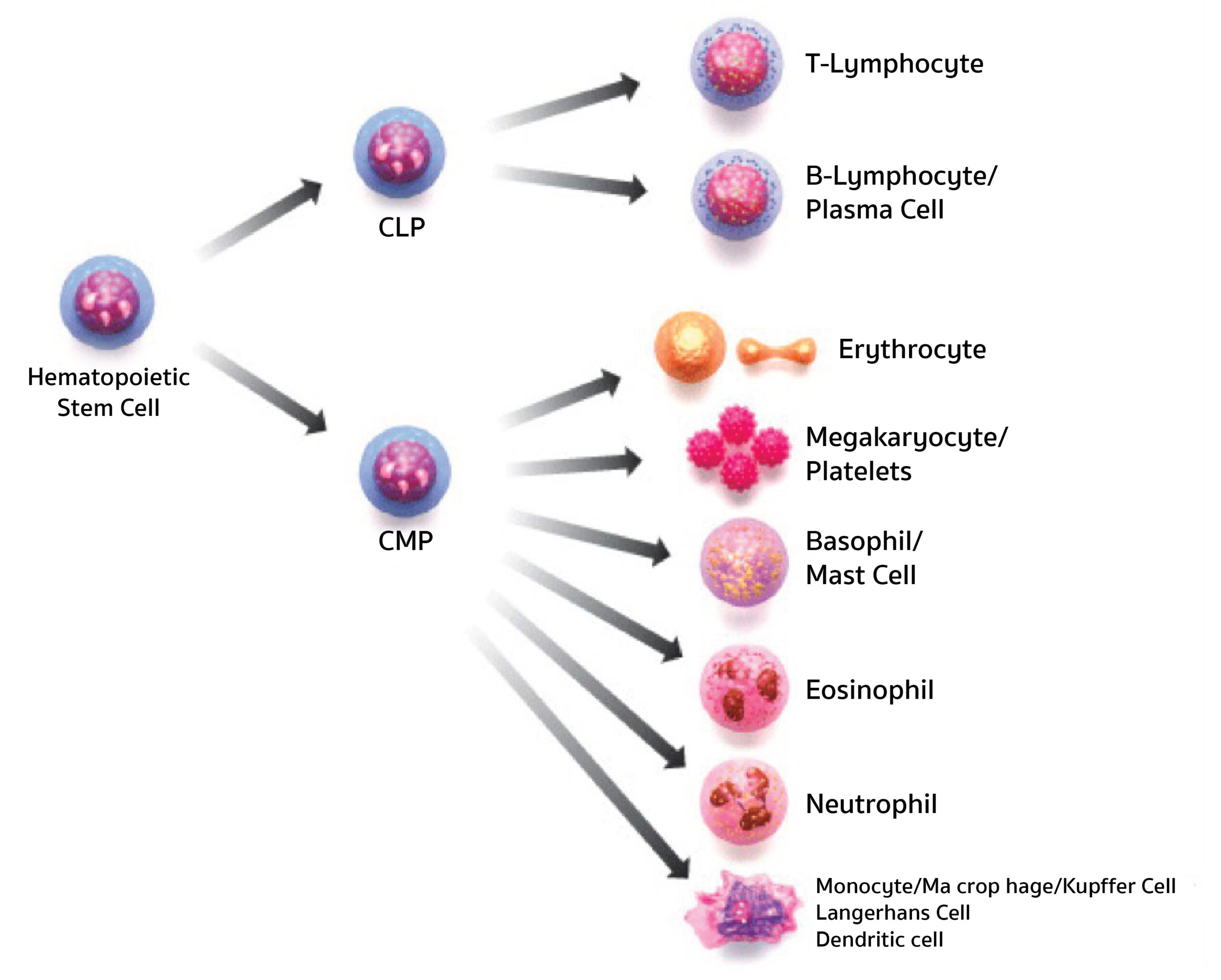 What Exactly Are Stem Cells Stemcellforlife