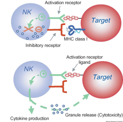 NK Cell - Stemcellforlife