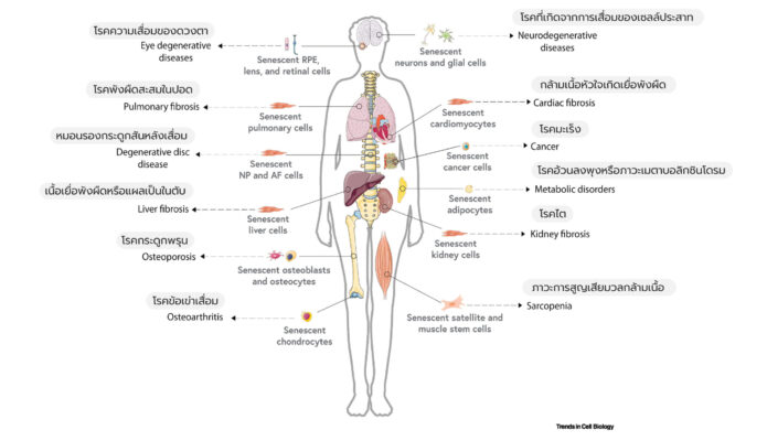 Stem Cell - Stemcellforlife